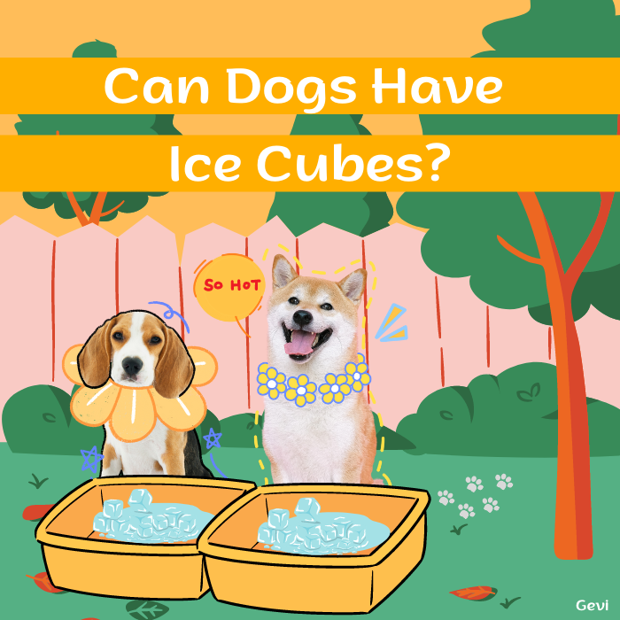 Can Dogs Have Ice Cubes?
